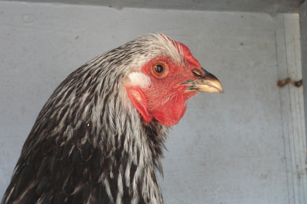 The Spotted Egg   Large Wyandotte   Pullet   Columbian   5