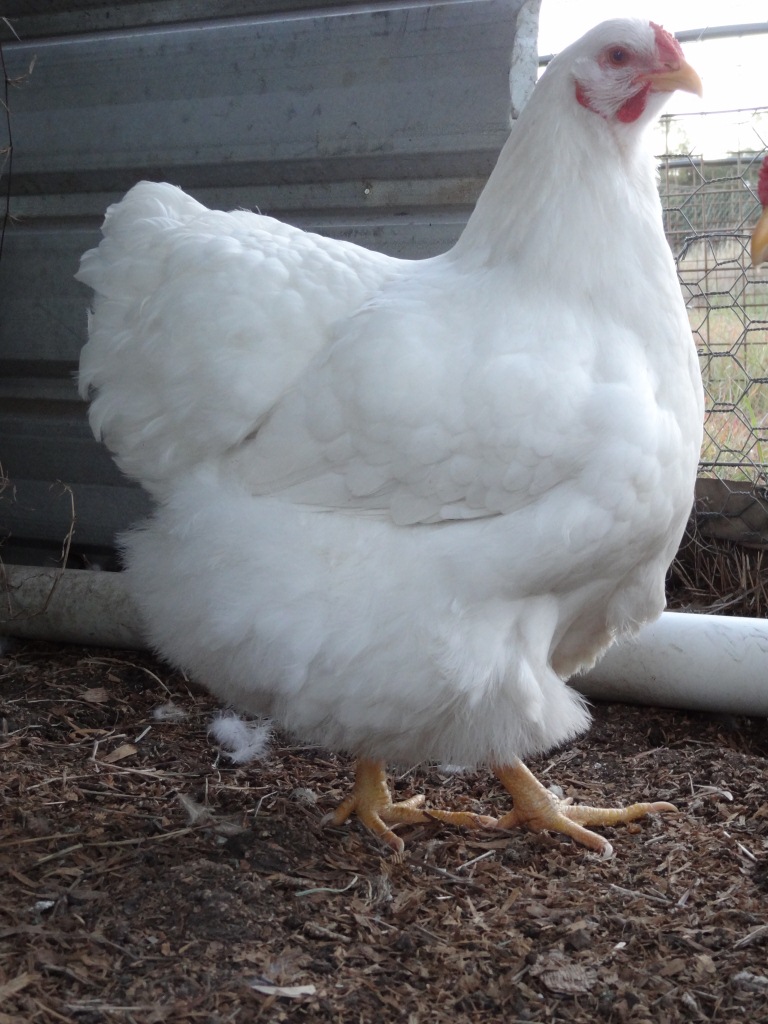 The Spotted Egg   Large Wyandotte   Pullet   White   2
