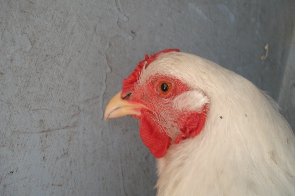 The Spotted Egg   Large Wyandotte   Pullet   White   5